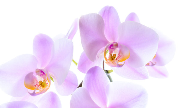 Prächtige pinke Phalaenopsis Orchidee isoliert vor weißem Hintergrund mit Textfreiraum