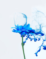 Fototapeta na wymiar Blue chrysanthemum inside water white background flowers aster under paints indigo smoke steam blur