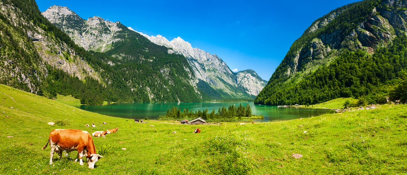 Bayerische Idylle, K&uuml;he grasen auf gr&uuml;ner Wiese am K&ouml;nigssee unter blauem Himmel