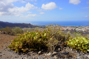 Prickly pear cactus and retama on the top of Adeje village in Tenerife, Canary Islands, Spain