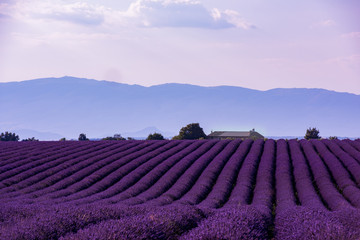 lavender field france