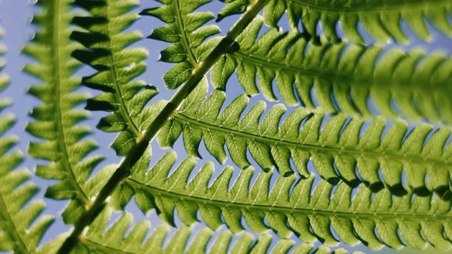 Under green fern leaves