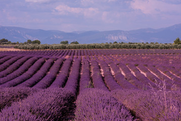 lavender field france