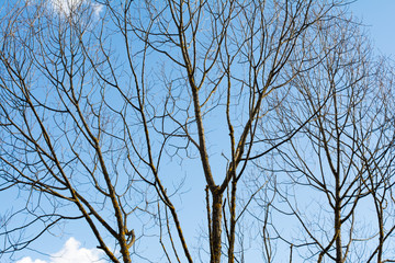 crown of the tree against the blue sky, abstraction background