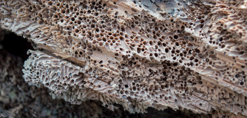 worm eaten driftwood