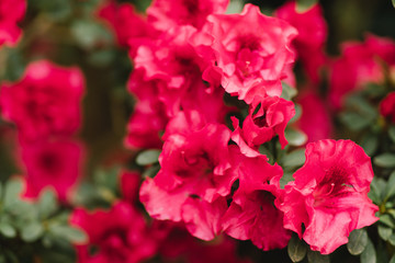 Obraz premium Colorful azalea flowers blooming in a glass greenhouse
