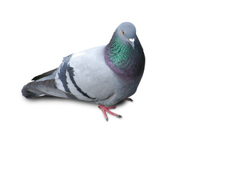 City rock dove