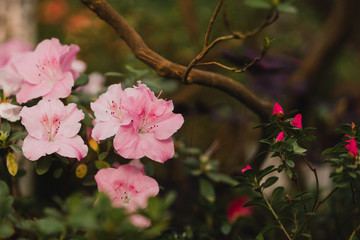 Colorful azalea flowers blooming in a glass greenhouse