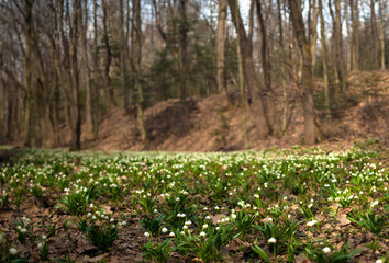 Spring flowers bloom in early spring. Fresh white snowdrops bloom in a clearing in the forest in the spring season. Spring background. Group of snowdrops in the meadow in beautiful forest.