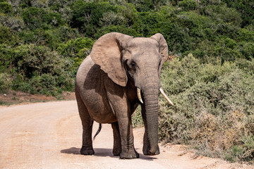 Fototapeta na wymiar Elephant and elephant. Kenya. Safari in Africa. African elephant. Animals of Africa. Travel to Kenya. Family of elephants.