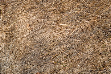 texture of dry grass from top view