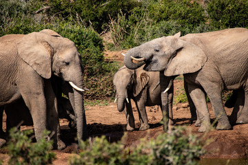 Elephant and elephant. Kenya. Safari in Africa. African elephant. Animals of Africa. Travel to Kenya. Family of elephants.