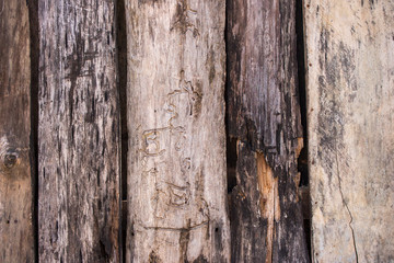 Obraz premium Old wood texture. Grunge oak planks. Weathered wooden boards. Rural fence. Hardwood background. Rough wooden panels background. 