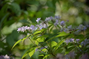 Little flowers in garden