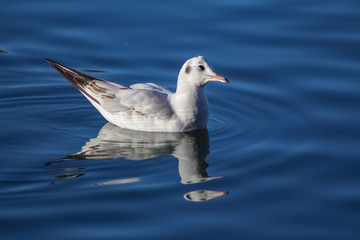 pigeon
