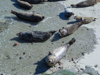 seals on the beach