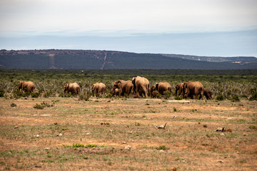 Fototapeta premium Elephant and elephant. Kenya. Safari in Africa. African elephant. Animals of Africa. Travel to Kenya. Family of elephants.