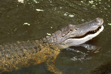 Gator 5