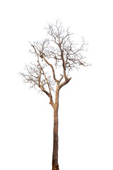 dead tree isolated on white background