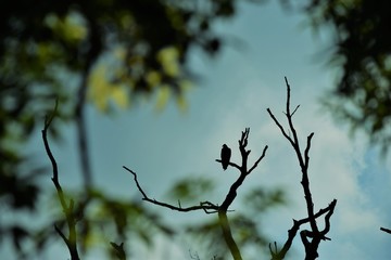 branch of a tree with a bird