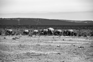 Elephant and elephant. Kenya. Safari in Africa. African elephant. Animals of Africa. Travel to Kenya. Family of elephants.