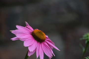 Pink daisy with dark background 
