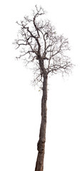 dead tree isolated on white background