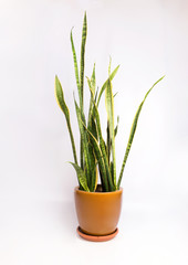 Interior decoration, Sansevieria trifasciata or Snake plant isolate on white background