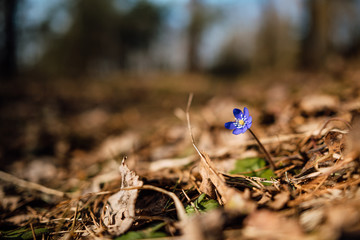 beautiful spring blue forest flower close up