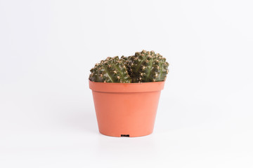 Cactus front view in grey ceramic pot isolated on white background