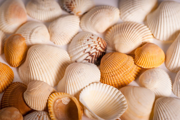 Fototapeta na wymiar Mussel Shells - Variety