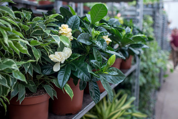 green plants flowerpots greenhouse