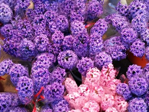 Background of purple flowers - hyacinth 