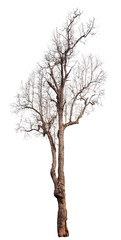 Fototapeta premium dead tree isolated on white background