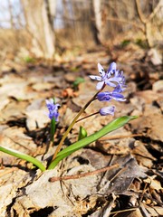 Violet spring flowers in the forest -  Scilla bifolia