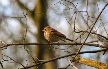 reed bunting