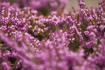 Purple Heather