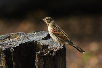 reed bunting