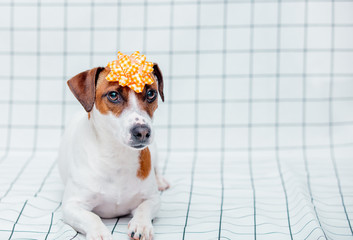 Jack Russell Terrier dog with bow on checkered background