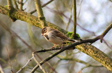 reed bunting