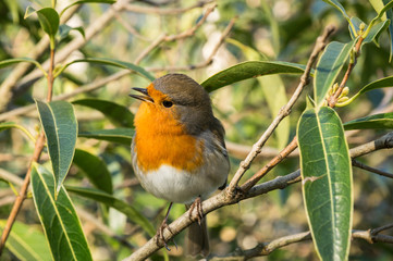 Robin Redbreast