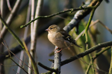 chaffinch