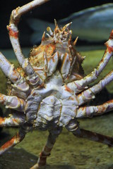 タカアシガニの腹(裏)側