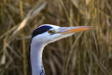 heron