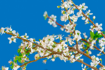 Beautiful floral spring abstract background of nature.