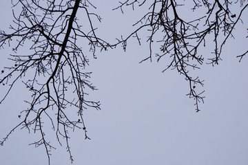 silhouette of a tree