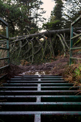 cattlegrid crossing with collapsed tree