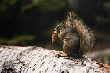 Squirrel Eating a Nut