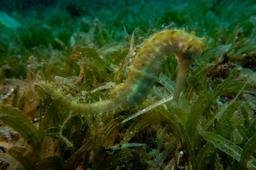 Sea ​​horse in the Red Sea Colorful and beautiful, Eilat Israel