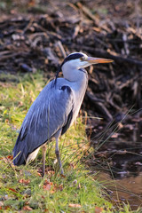 heron